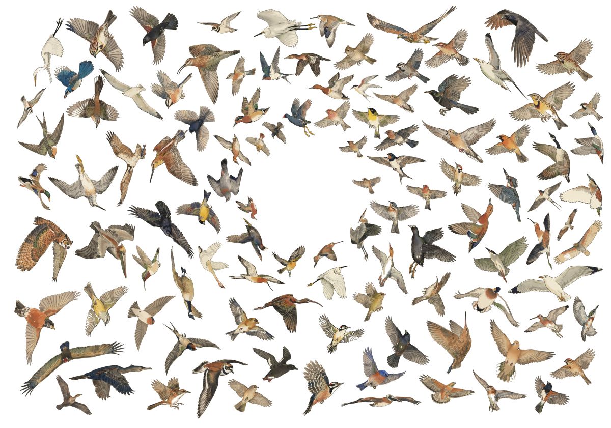 마당에 찾아온 새를 자동으로 인식하는 홈 프로젝트 — Avian Visitors로 보는 엣지 AI 취미의 진화