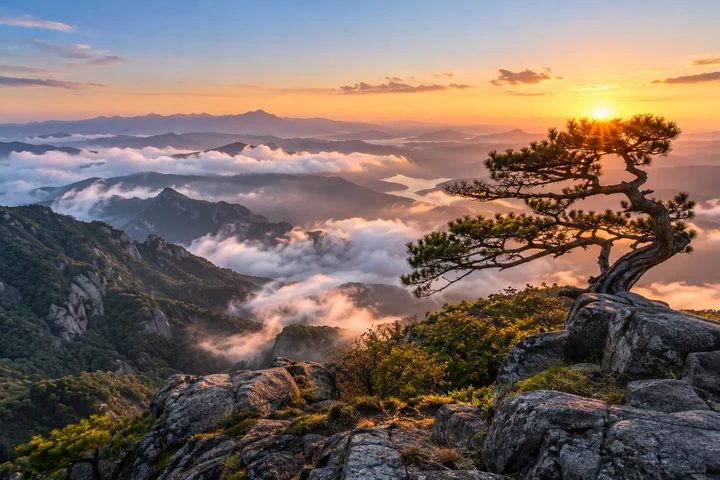 역광을 받는 능선의 나무 — 안개와 산 능선 견본