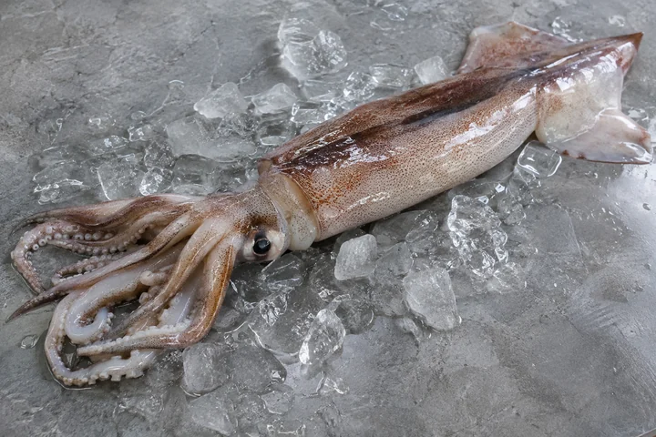 손질 전 오징어 — 실사 해산물 식재료 견본