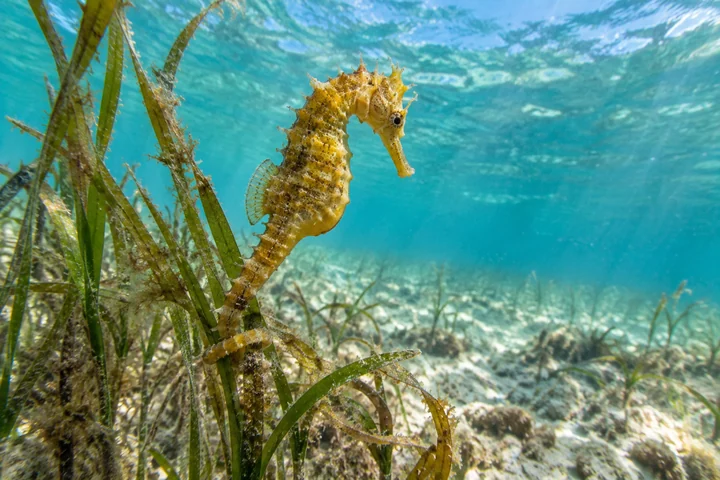 해초를 잡은 해마 — 실사 얕은 바다 생물 견본